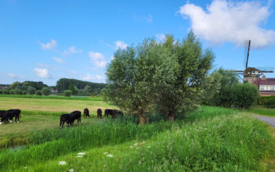 Kaas uit de regio bij de Zuivelhoeve